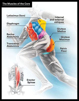 what muscles are used for running and why do we need to understand them?